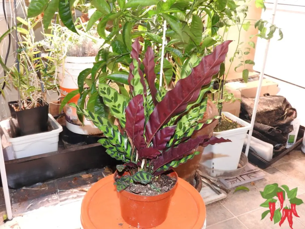 Rattlesnake Plant Calathea lancifolia