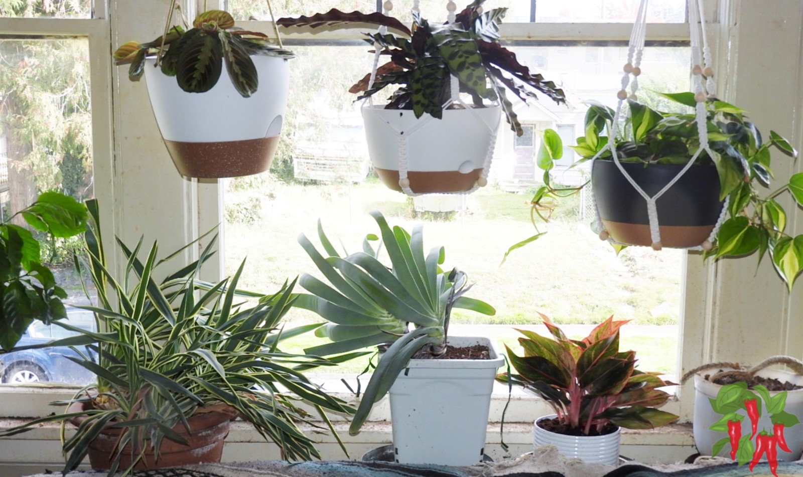 How to Identify Plants That Thrive in Indirect Sunlight