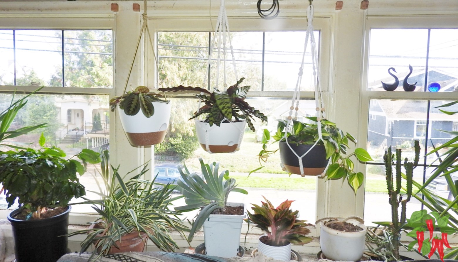 Troubleshooting Common Issues Faced by Plants in Low Light Settings