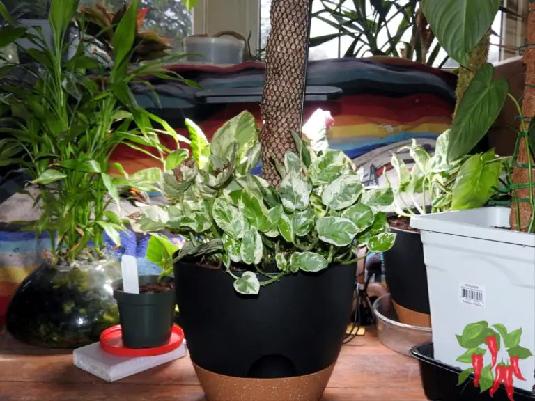 Best Practices for Caring for Shade-Loving Plants