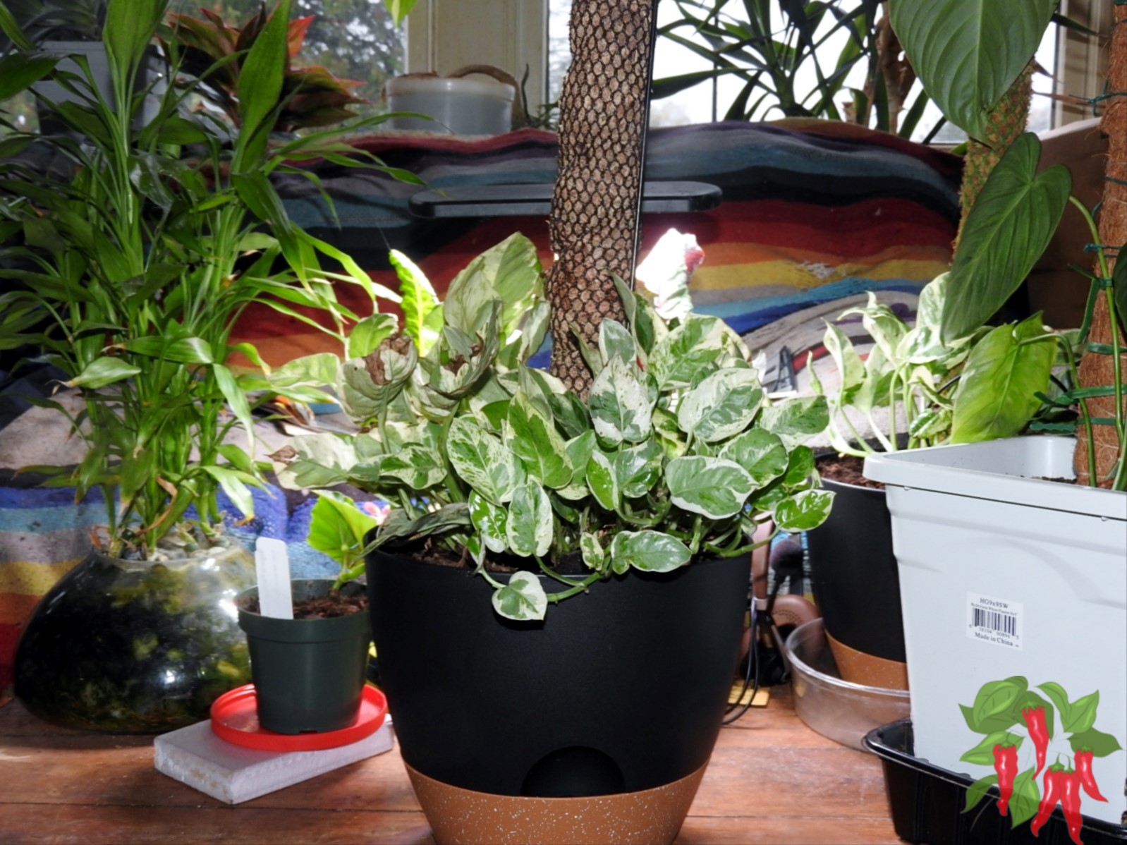 Caring for Shade-Loving Plants: Easy Tips and Tricks