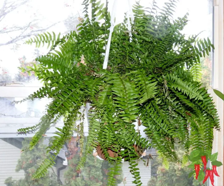 Best Air-Purifying Plants for Living Rooms - Air-Purifying Houseplants
