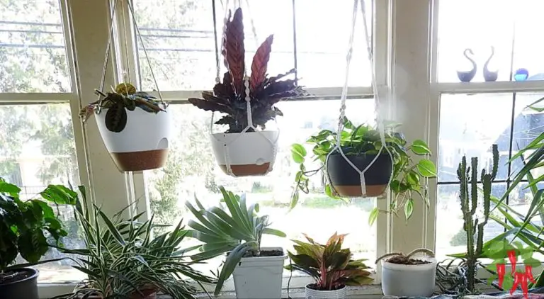 Beginner-Friendly Hanging Indoor Plants