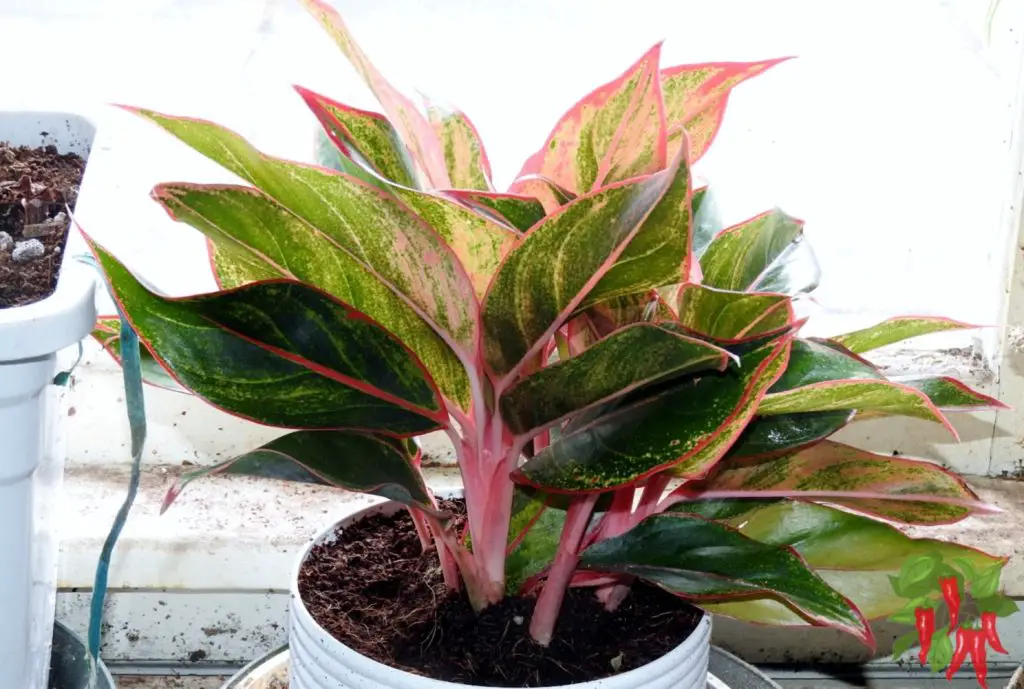 Best Indoor Plants for Busy People - Chinese Evergreen