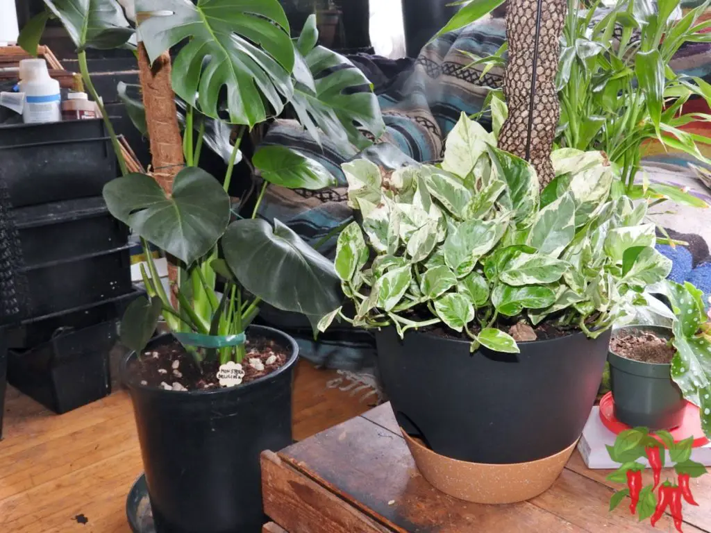 N’Joy Pothos Growing Indoors next to a Monstera