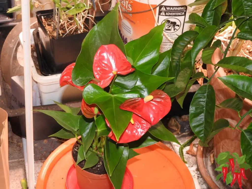 Small Flowering Indoor Plants