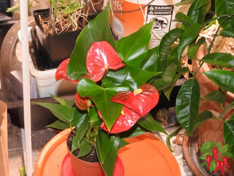 Small Flowering Indoor Plants