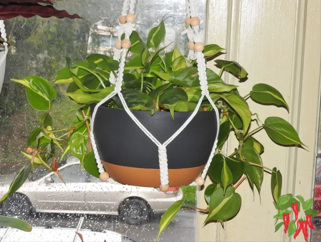 Indoor Plants with Fast Growth: Heartleaf Philodendron