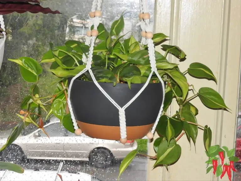 Indoor Plants with Fast Growth: Heartleaf Philodendron