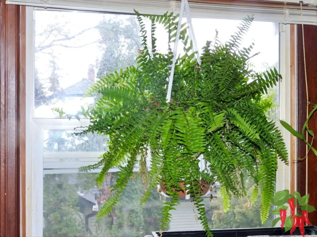Pet-Friendly Indoor Plants for Beginners