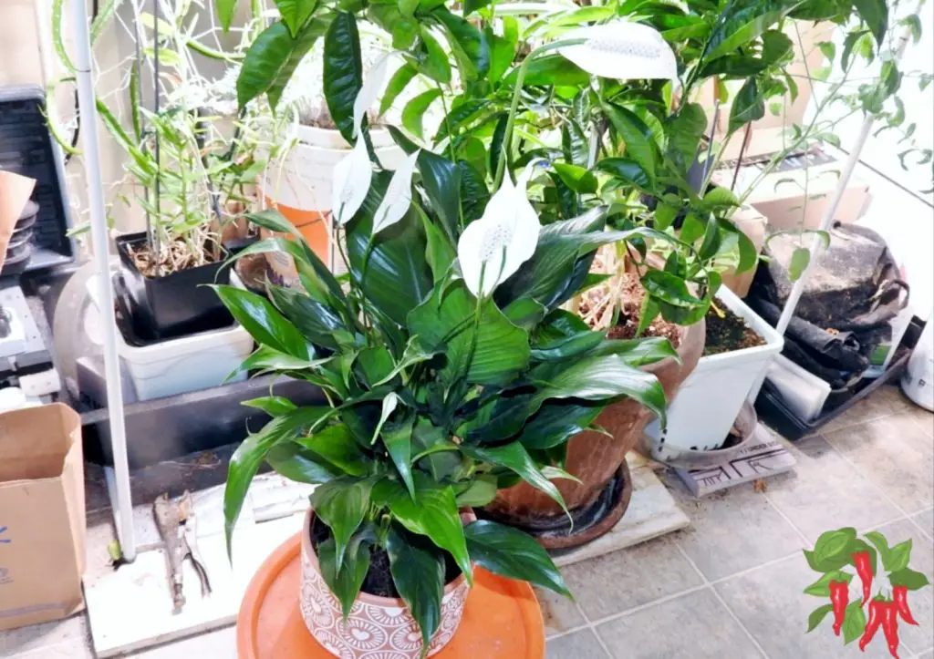 Best Winter Indoor Plants for Beginners Heavenly Houseplants