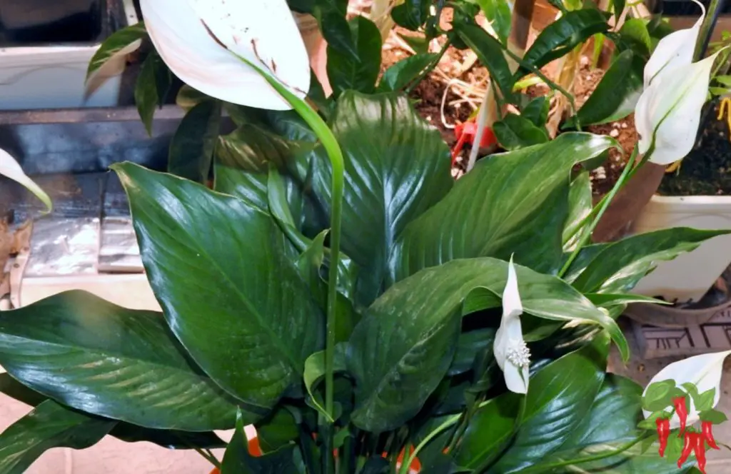 Peace Lily with Flowers Easy Care Air Purifying Plant