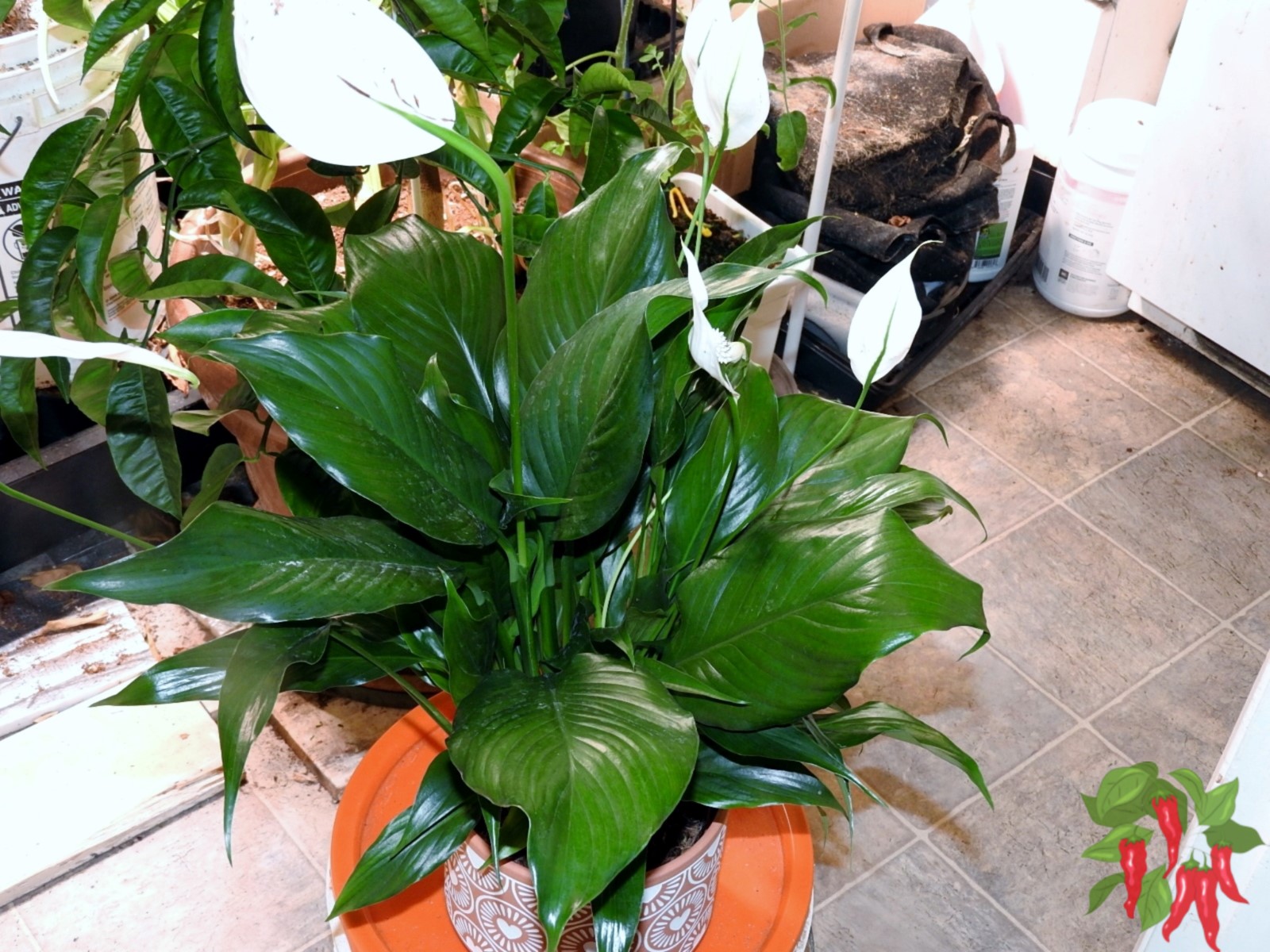 How Air-Purifying Plants Work: A Complete Guide to Cleaner Air