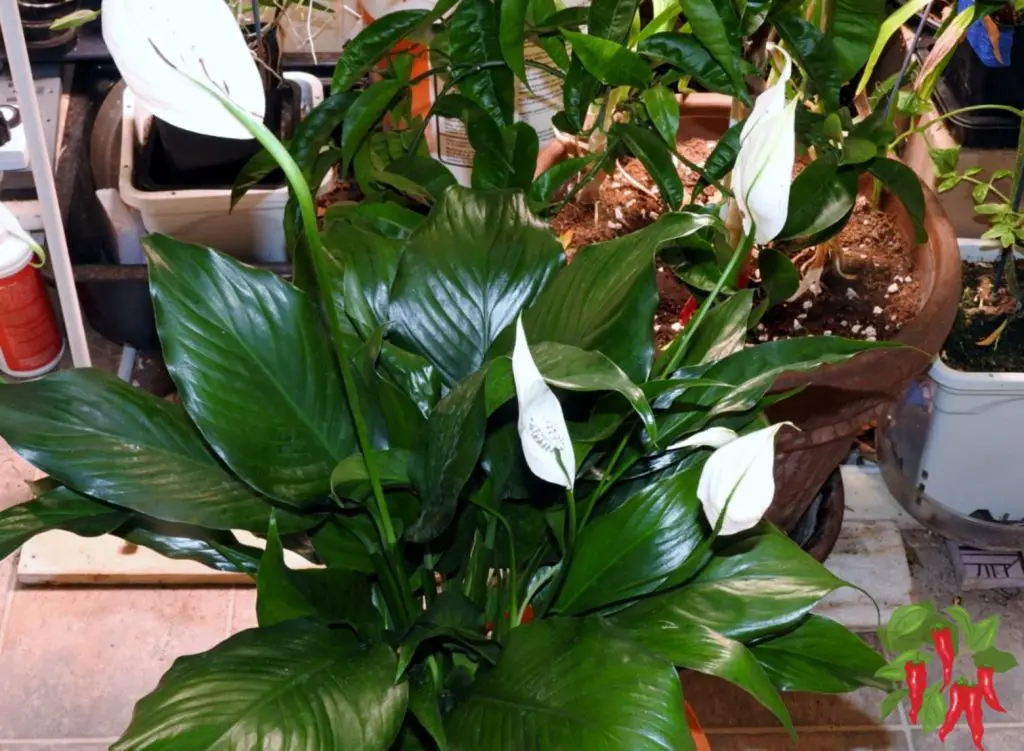 Growing Peace Lilies Indoors