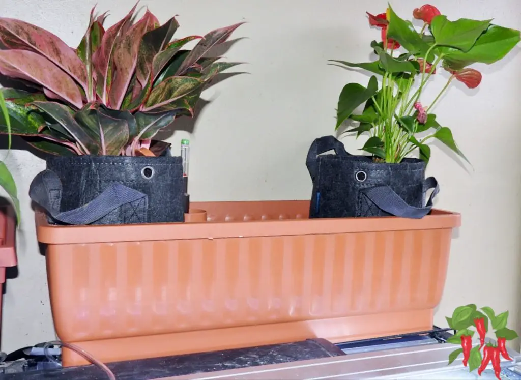 Watering Tips for New Indoor Plant Owners