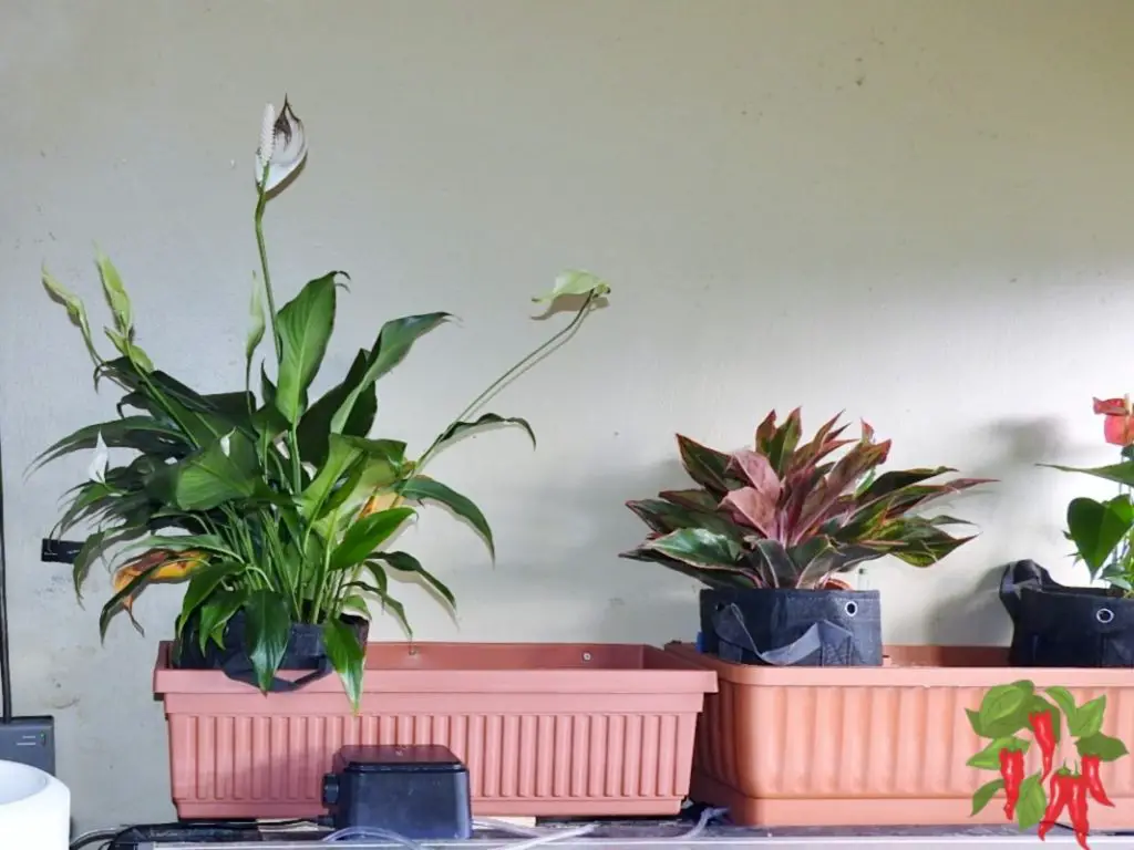 Top Indoor Plants for Air Purification: Breathe Easy