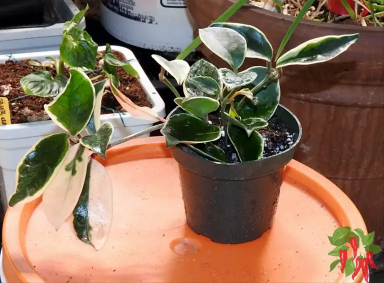 How To Grow Hoya Krimson Queen