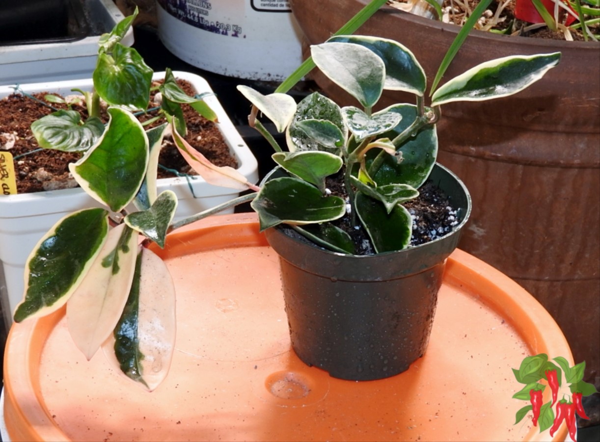 Air-Purifying Plants for Pet Owners: 10 Pet Safe Options