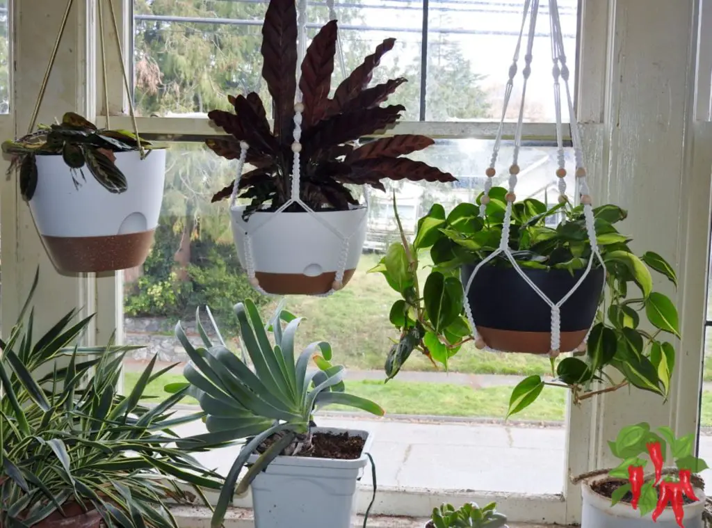 Top Air-Purifying Plants for Your Home