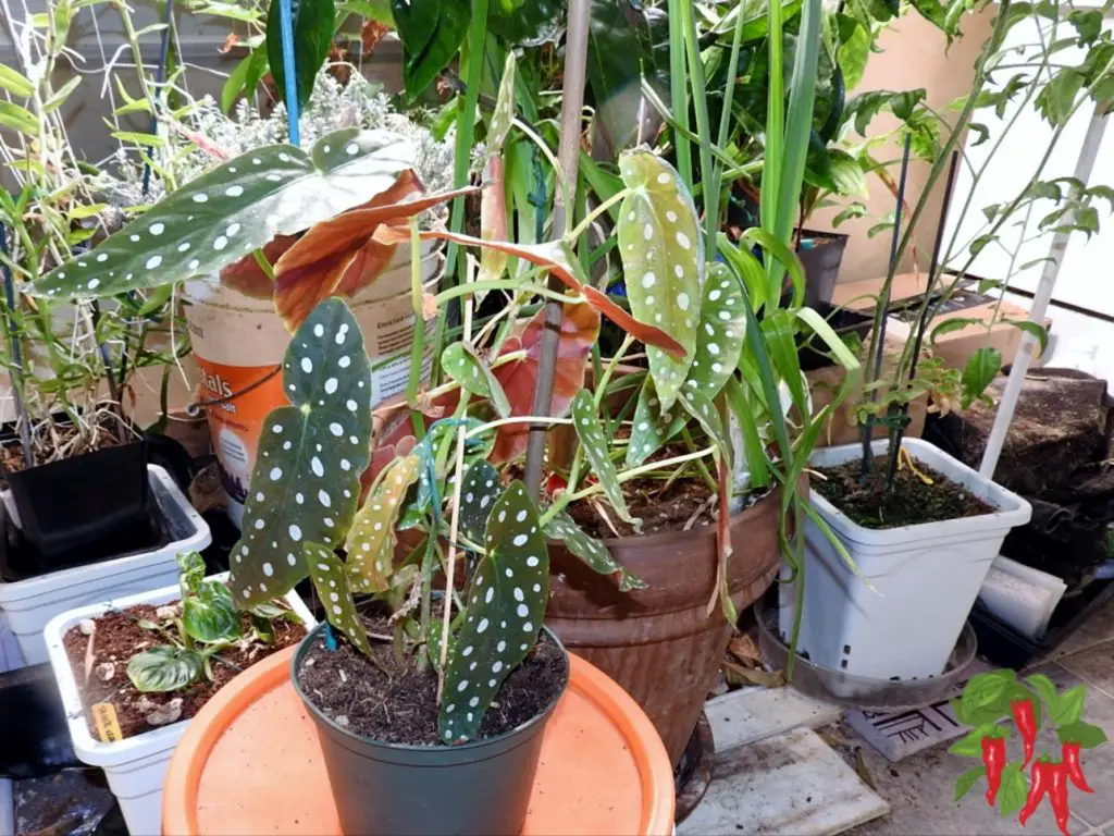 Begonia Maculata Care
