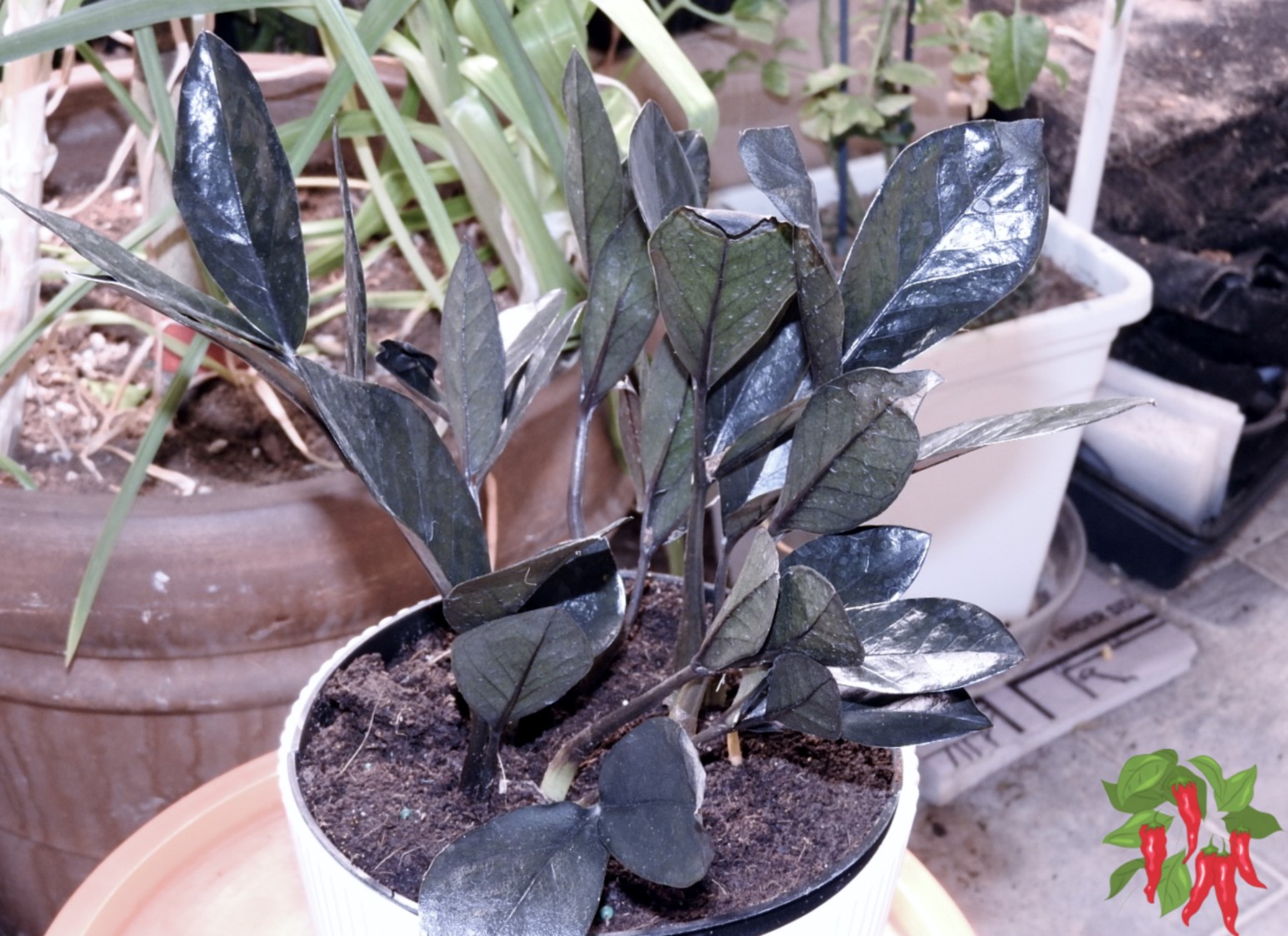 Rare Air-Purifying Houseplants: 15 Best Rare Air-Purifiers