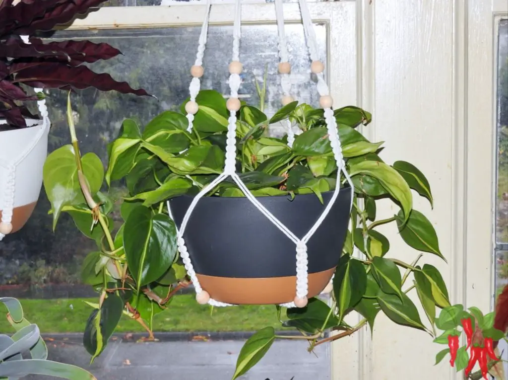 Indoor Vines with Air-Purifying Benefits: Best 8 Plants
