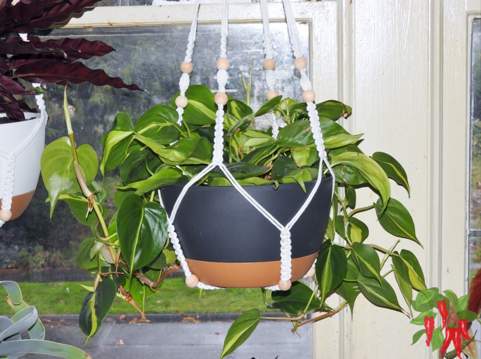 Indoor Vines with Air-Purifying Benefits: Best 8 Plants