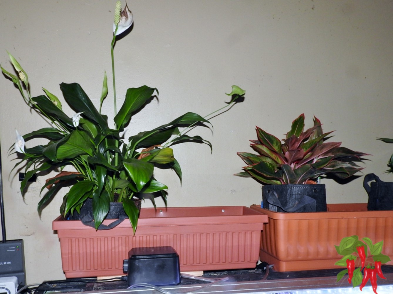 Best Air-Purifying Plants for Beginners: 10 Easy-Care Choices