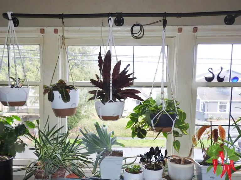 Space-Saving Indoor Plants: Complete Guide for Apartment Living