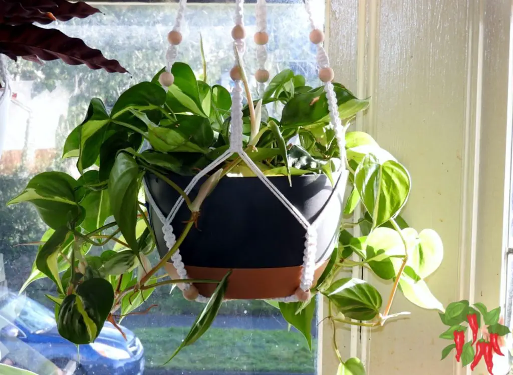 15 Best Hanging Plants for Small Spaces: Ultimate Guide