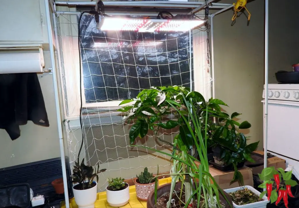 Light Requirements for Indoor Succulents
