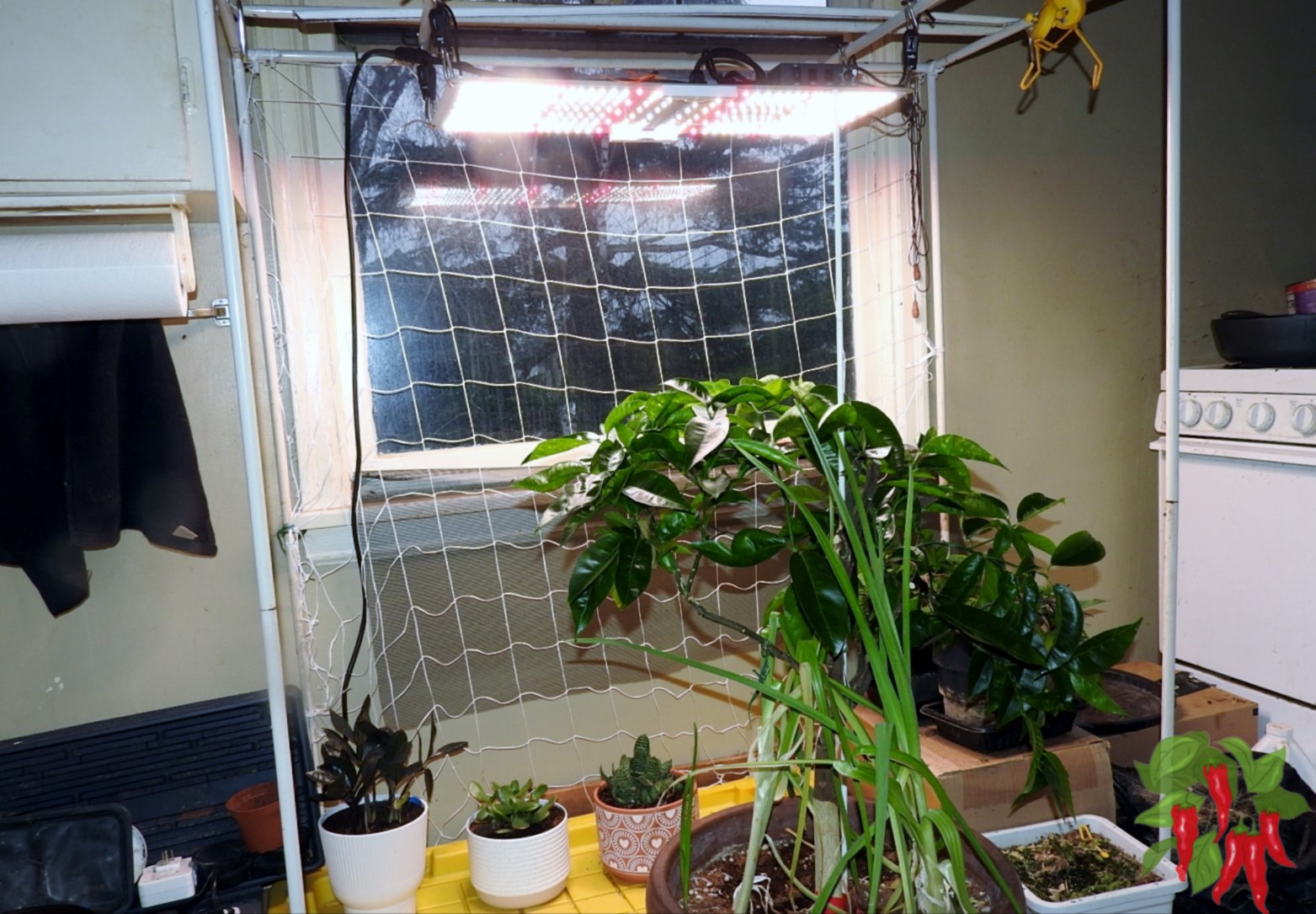 Light Requirements for Indoor Succulents: Full Care Guide