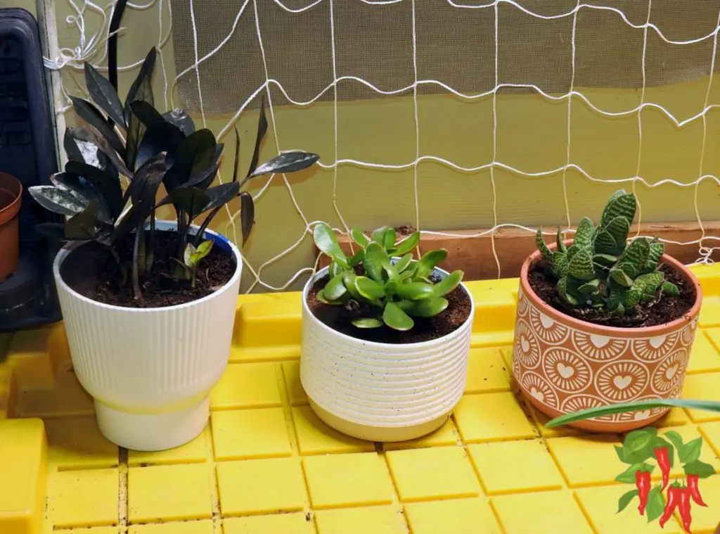 The Popularity of Succulents as Indoor Plants