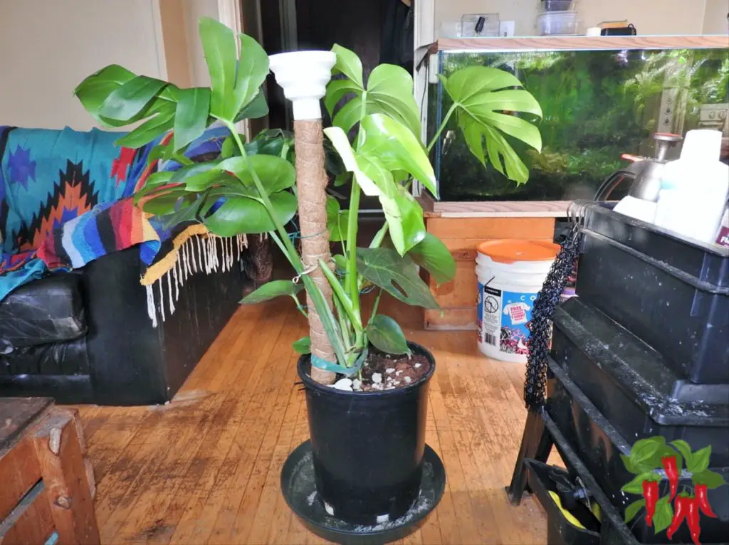My first Monstera deliciosa