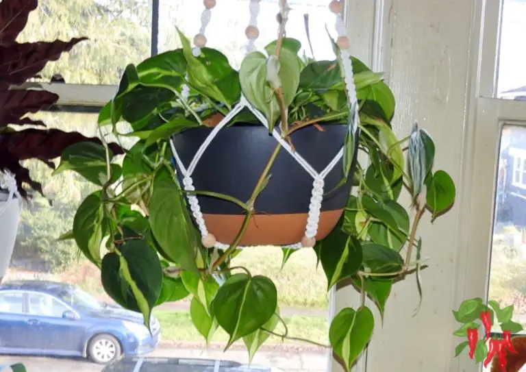 Benefits of Hanging Plants in Feng Shui