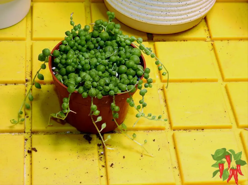 String of Pearls Care