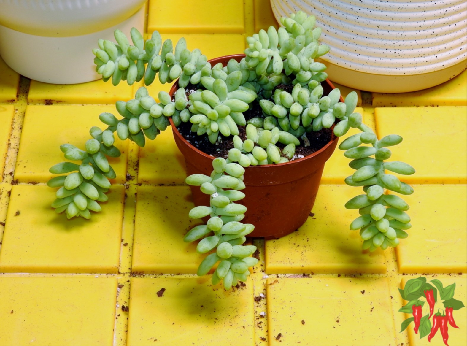 Sedum Burrito Care Made Simple: Burro’s Tail Care Unleashed