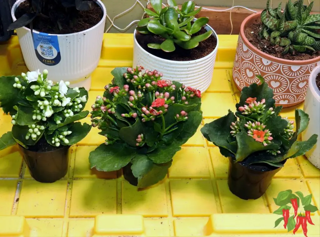 Kalanchoe Deserves a Spot in Your Home