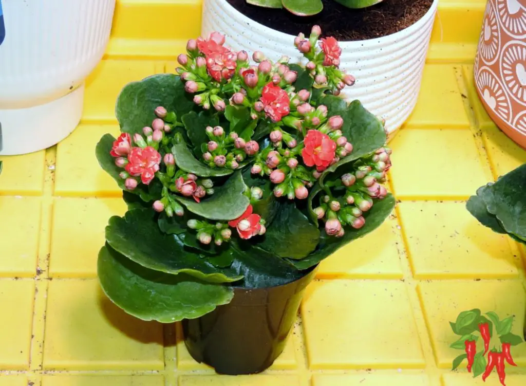 Why Kalanchoe is a Popular Indoor Succulent