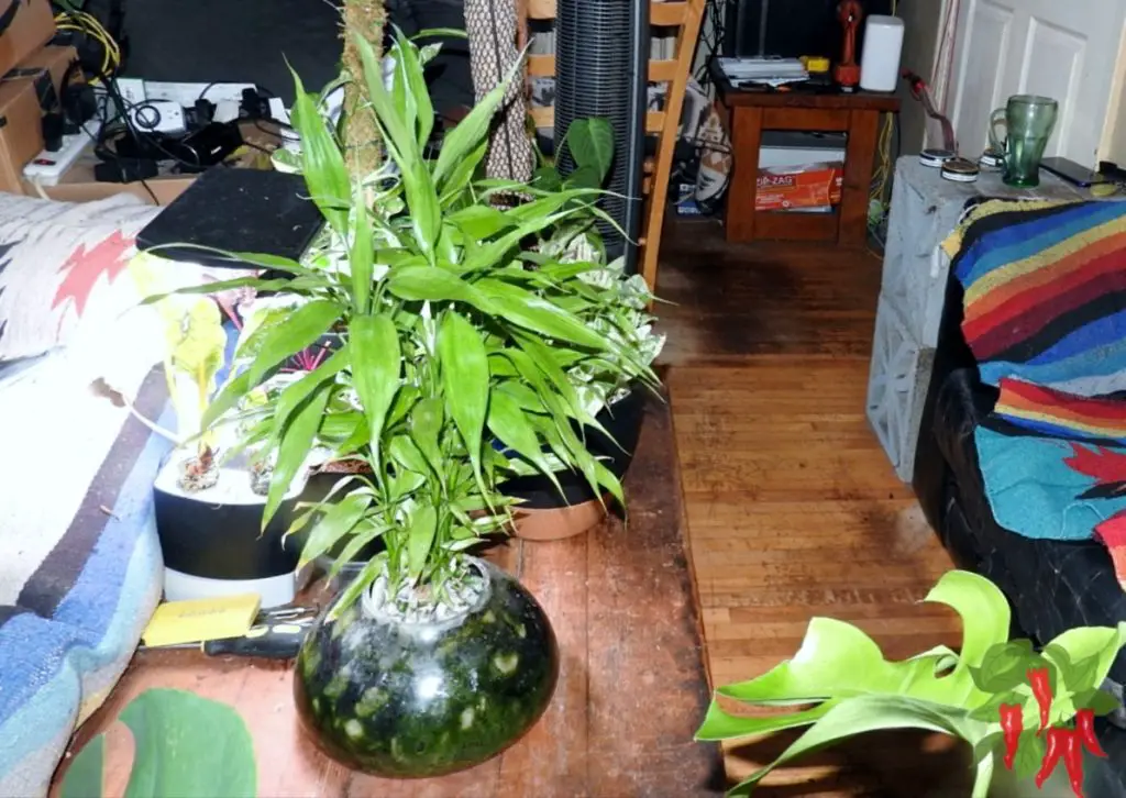 Growing Lucky Bamboo