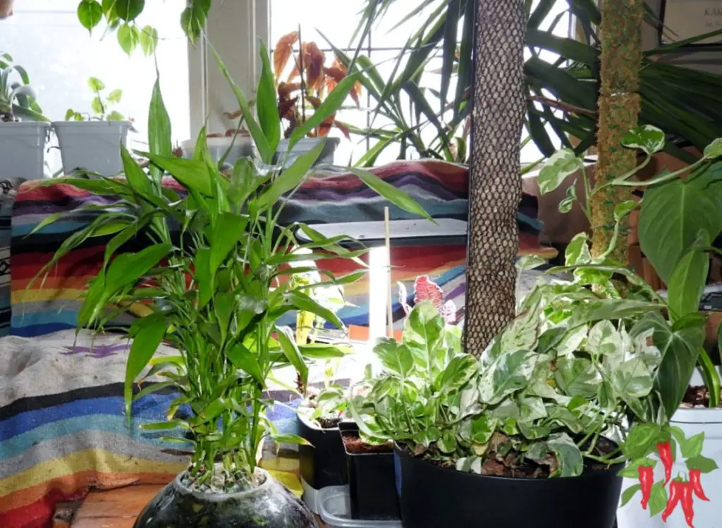 Placement Growing Lucky Bamboo Indoors