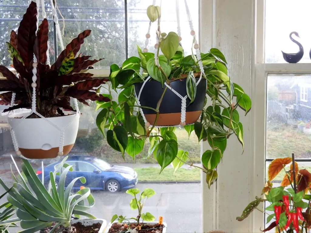 Indoor Philodendron Care: Feng Shui Tips for Vibrant Growth