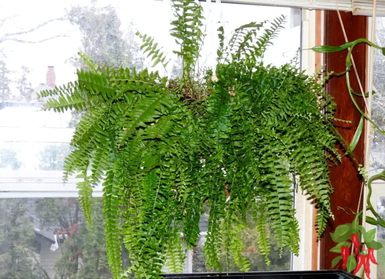 Top Indoor Fern Varieties: Boston Fern