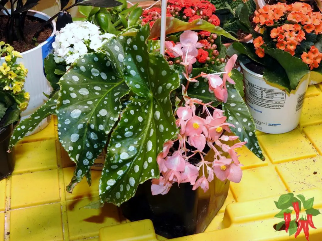 Caring for Begonias Indoors: Feng Shui Principles & Joyous Gardens-Begonia ‘Flamingo Queen’ Angel Wing Begonia