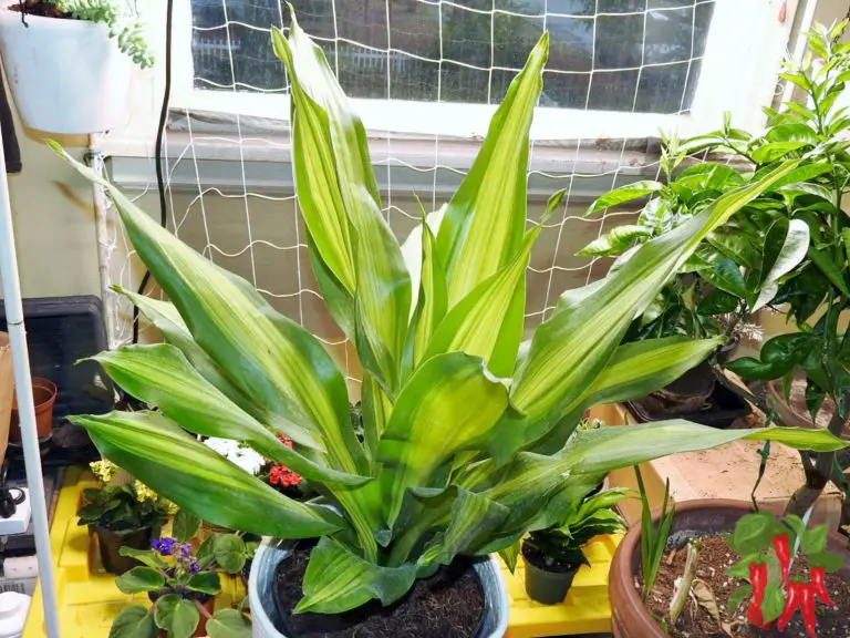 Dracaena Golden Heart: Easy Care Guide for a Stunning Plant