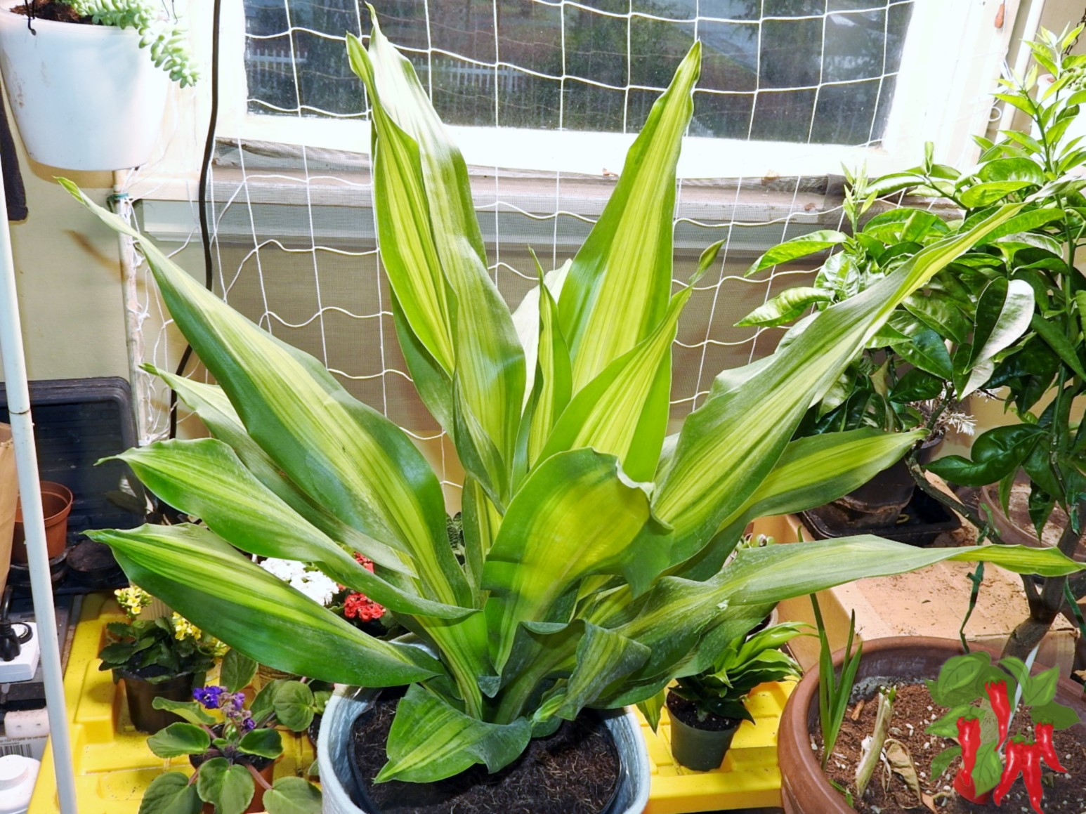 Dracaena Golden Heart: Easy Care Guide for a Stunning Plant
