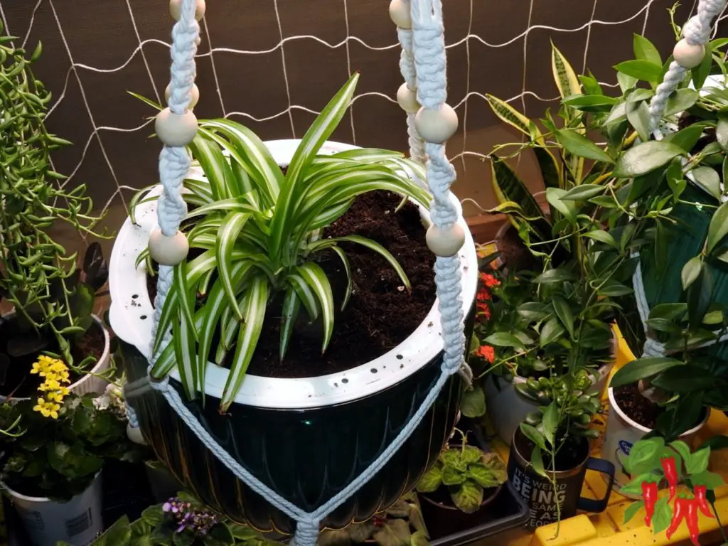 Spider Plant in Self Watering Planter