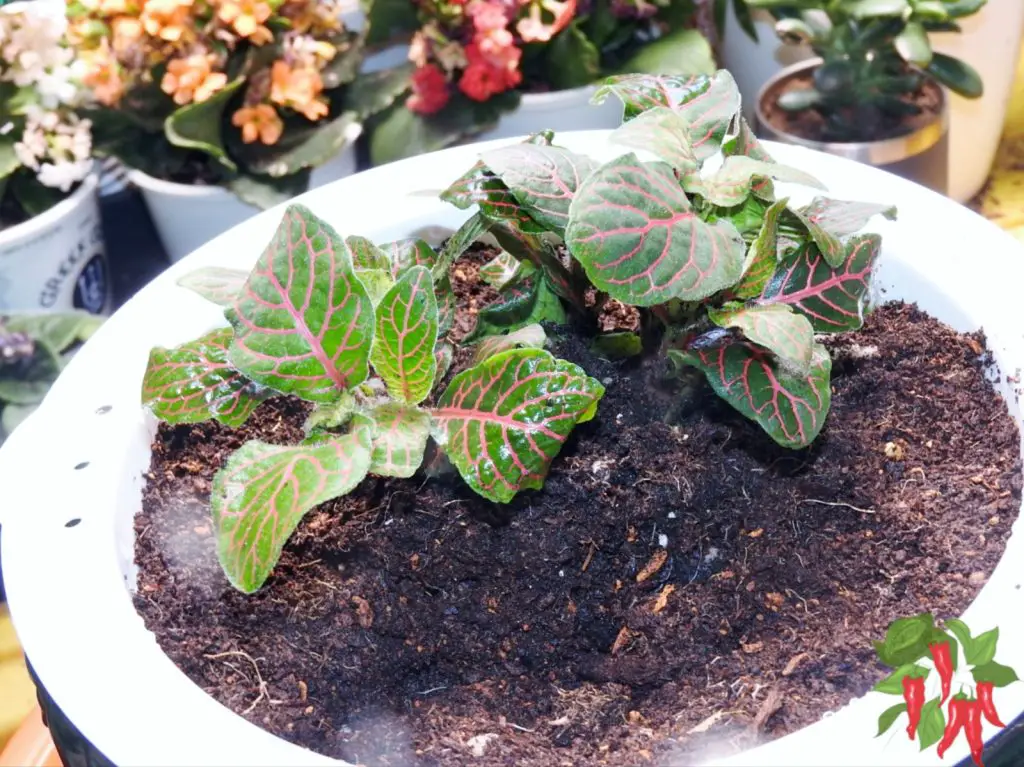 Fittonia (Nerve Plant)