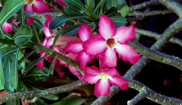 Rare and Exotic Indoor Plants