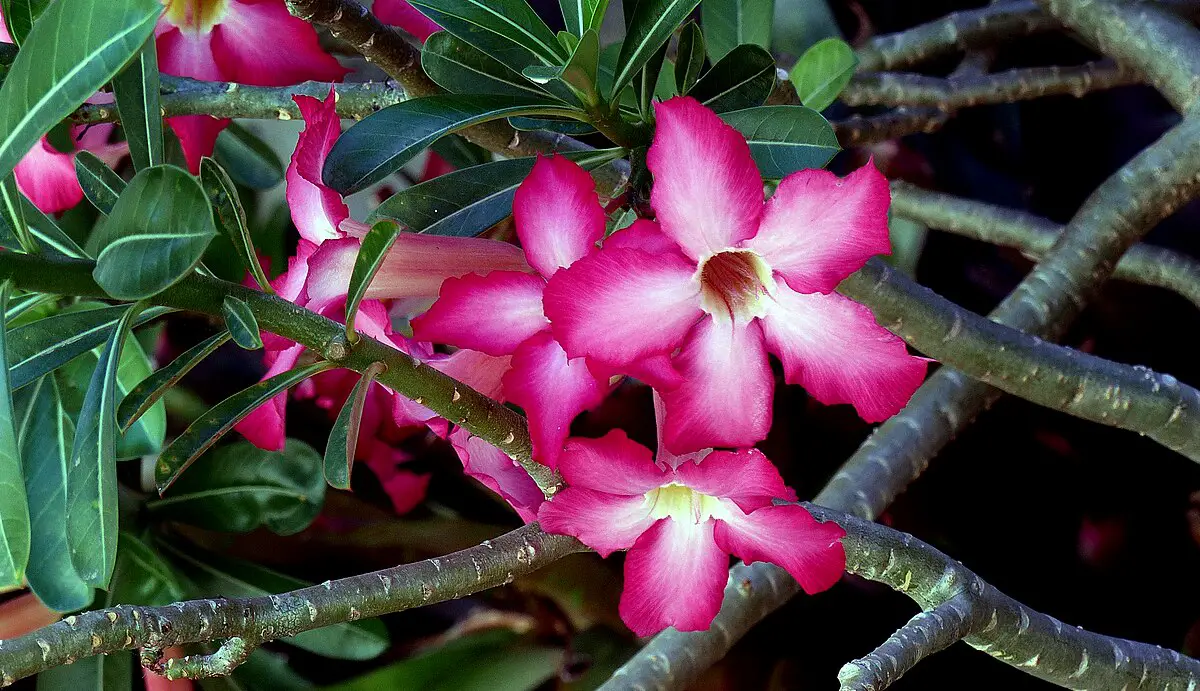 Rare and Exotic Indoor Plants: Elevate Your Green Game with Unique Botanical Treasures
